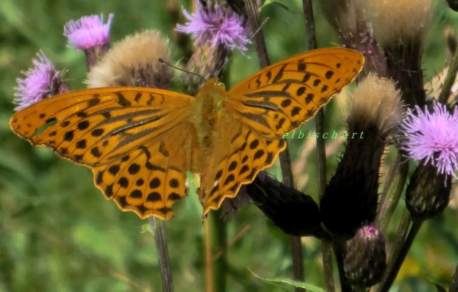 Elbischart – Die Knopfmacherin – Schmetterling